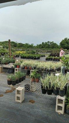 Mid Florida Nurseries & Tree Farm Inc