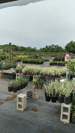 Mid Florida Nurseries & Tree Farm Inc
