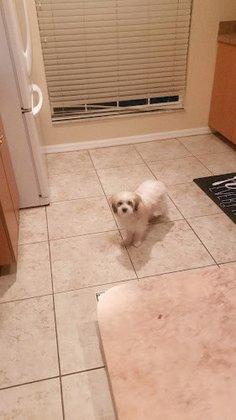 Darling Groomers
