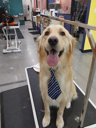 Well Groomed Pets - Palmetto