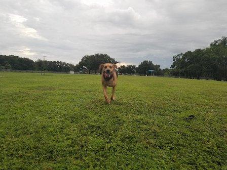 17th Street Paw Park
