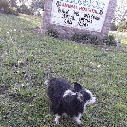 Parkside Animal Hospital