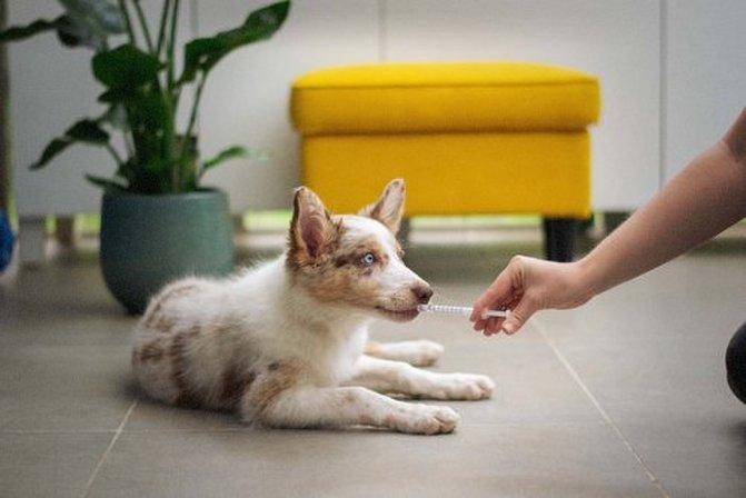 Pet Lift