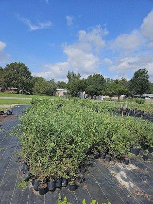 Gissy's U-Pick Blueberry, Peach, and Nectarine Farm & Plant Nursery