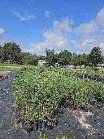 Gissy's U-Pick Blueberry, Peach, and Nectarine Farm & Plant Nursery
