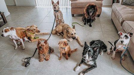 Red Fox Dog Training