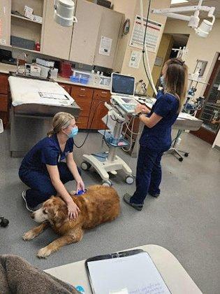 Veterinary Healthcare Associates