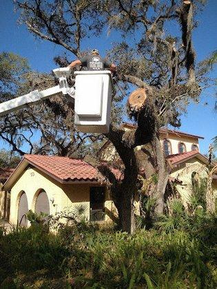 Ultimate Tree Service LLC