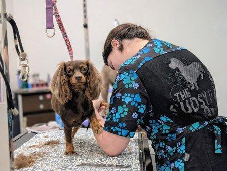 The Sudsy Pup Paw Spa