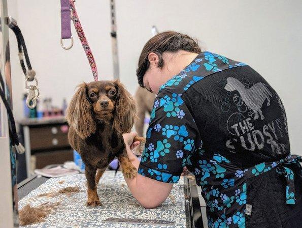 The Sudsy Pup Paw Spa