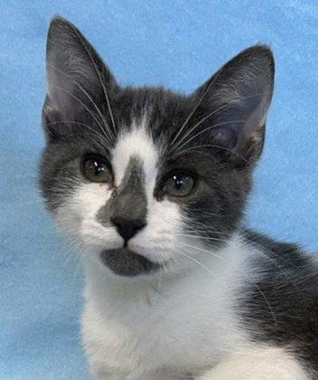 St. Francis Animal Rescue of Venice