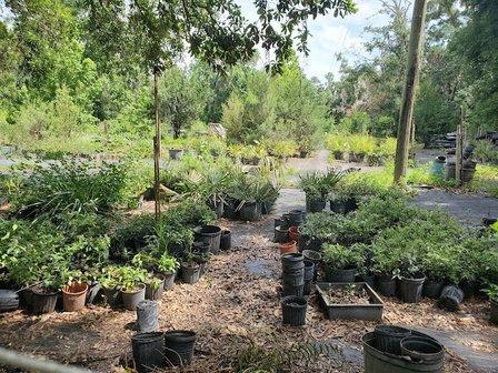Hickory Hill Native Nursery