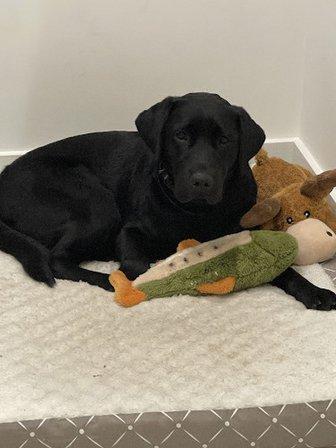 Canine Confidence + Communication