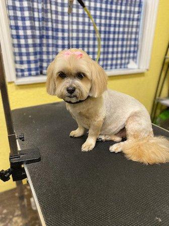 Bohemian Dogs Pet Grooming