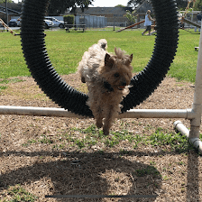 The K9 Coach FL