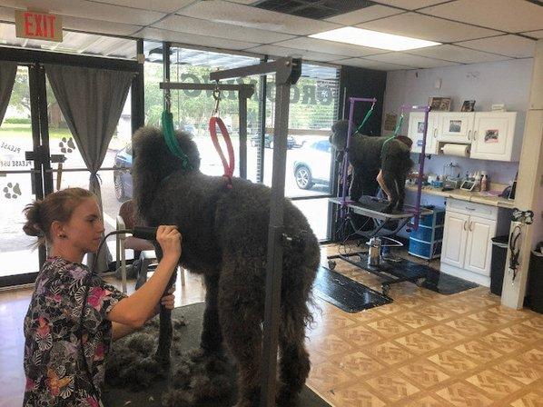 Otto's Pretty Paws Salon