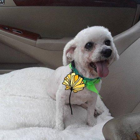 A Pet Spa Grooming