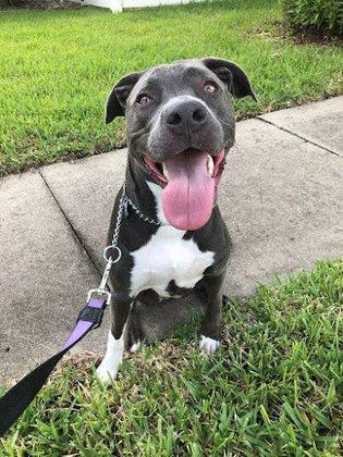 Walk This Way Pet Services
