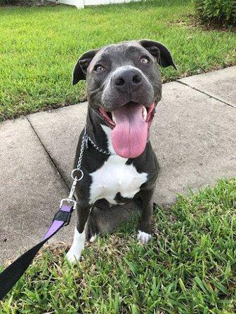 Walk This Way Pet Services
