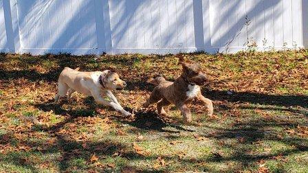 Remmi's World Pet Sitting