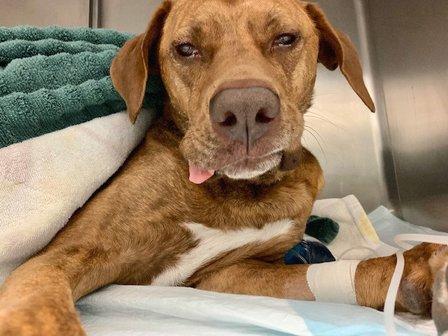 Bradenton Veterinary Emergency