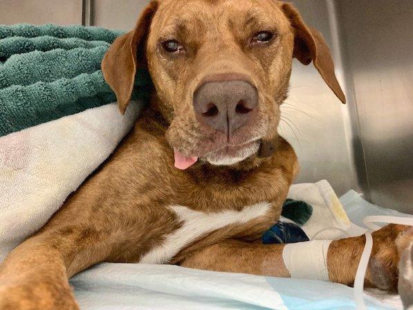Bradenton Veterinary Emergency