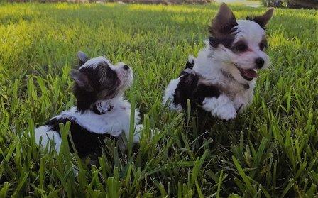 Cottage House Yorkies