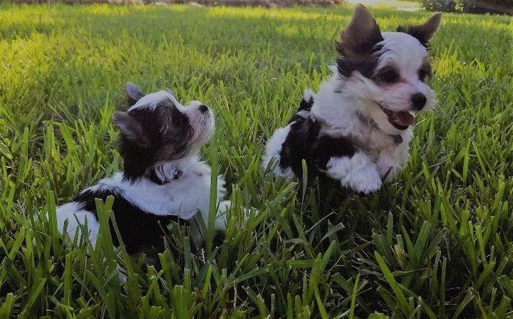 Cottage House Yorkies