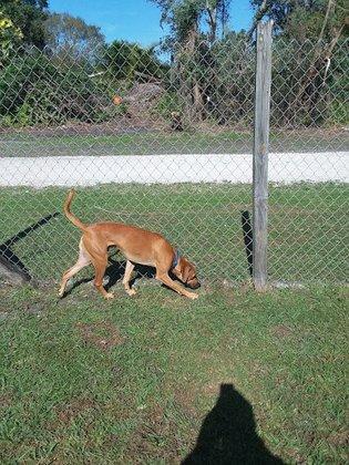 Just 4 Paws Luxury Pet Resort