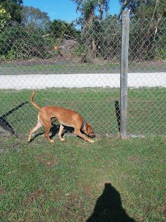 Just 4 Paws Luxury Pet Resort