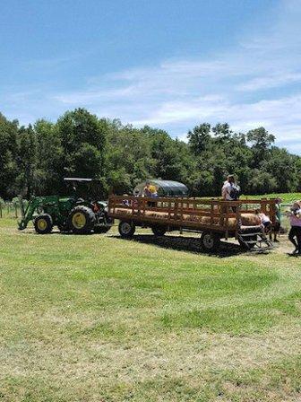 Sweetfields Farm