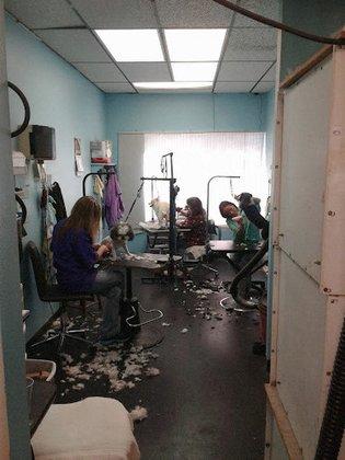 Spring Hill Pet Grooming