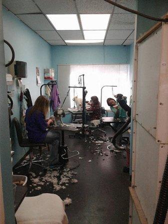 Spring Hill Pet Grooming
