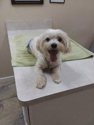 Advanced Veterinary Care of Pasco