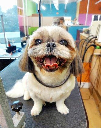 Pupperazi Pet Spa