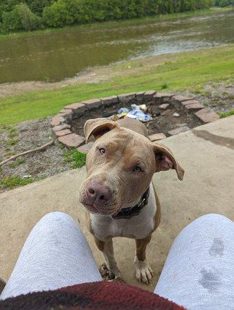 Reign XL Kennels
