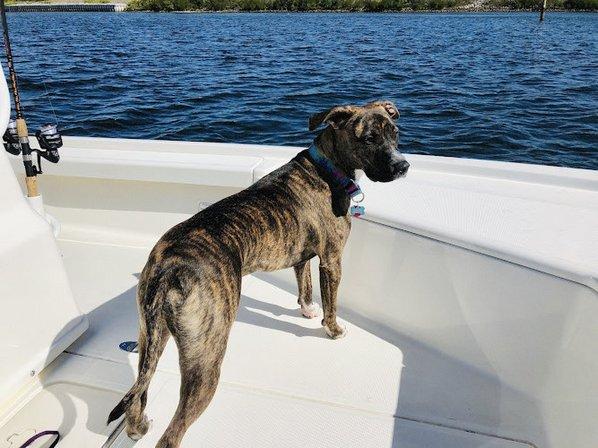 Crystal River Animal Hospital