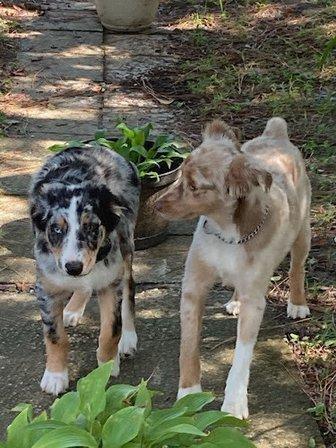 Dogs R Us Obedience Training