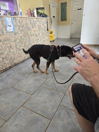Companion Animal Hospital