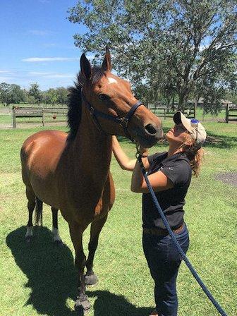 Farmhouse Chiropractic: Equestrian, Equine, K9