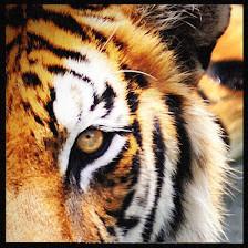 Mortgage Marketing Animals