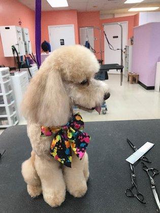 Pet Styles by Jennifer