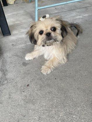 preciouspupsofflorida