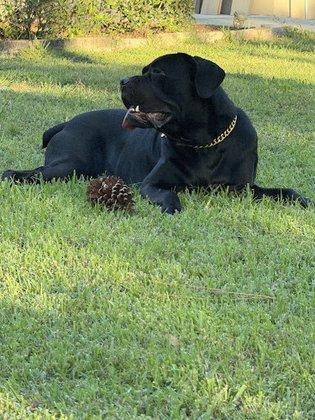 Legions Cane Corso