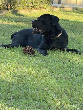 Legions Cane Corso