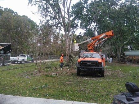 Hayes Tree Service Inc
