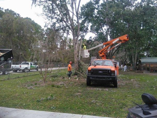 Hayes Tree Service Inc