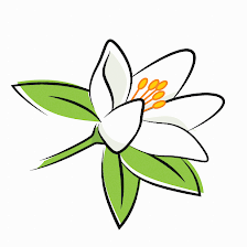 Orange Blossom Women's Group - Trinity