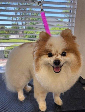 Pink Bone Pet Grooming Salon