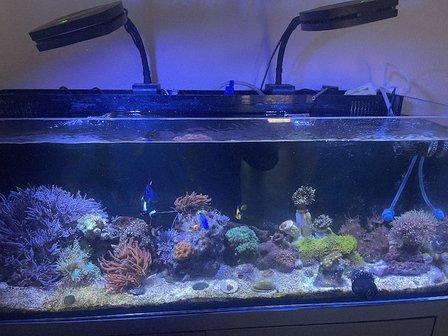Atlantis Coral and Fish